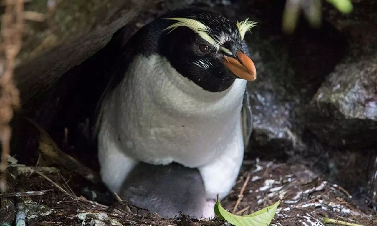 Толстоклювый пингвин (Eudyptes pachyrhynchus) Пингвин фото