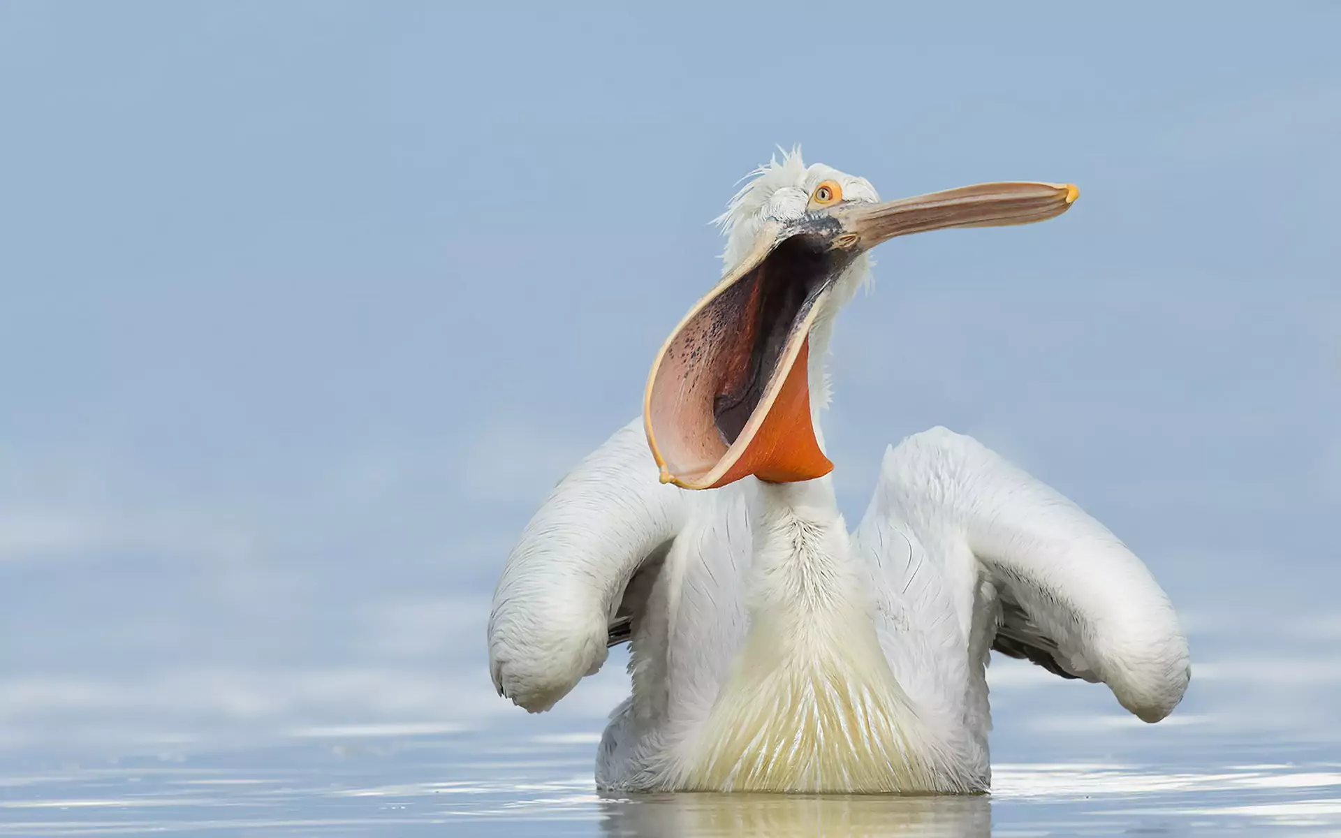 Голос розового пеликана розовый пеликан фото