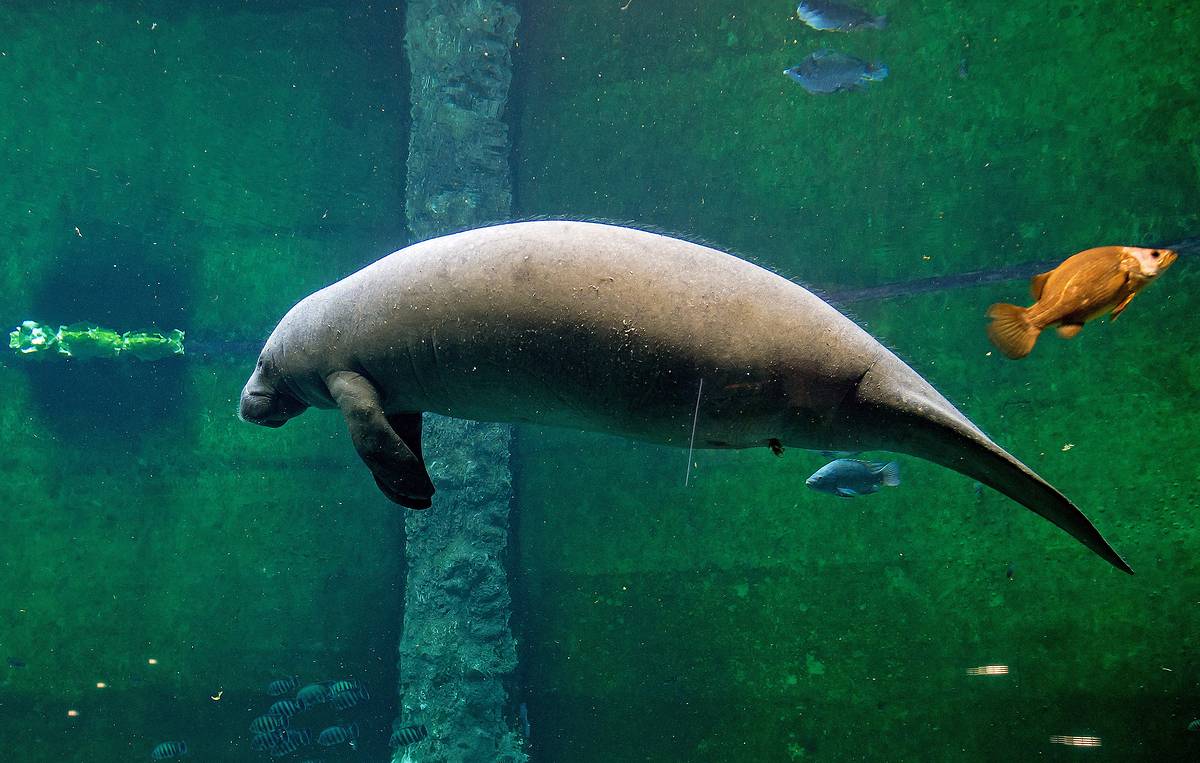 Описание ламантина ламантины википедия