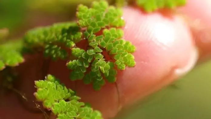 Азолла папоротниковидная фото Азолла папоротниковидная