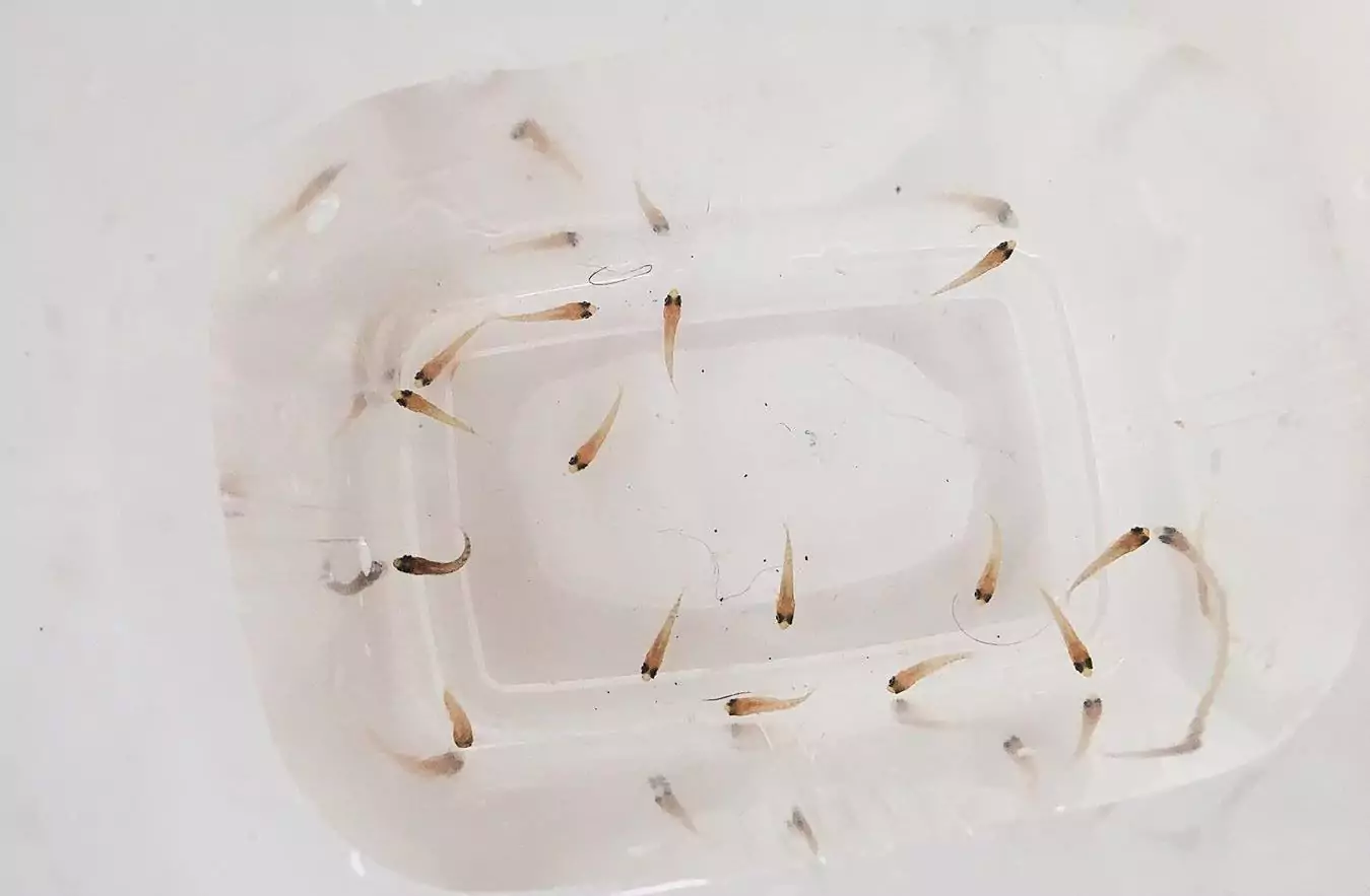 Особенности размножения лабидохромис еллоу разведение