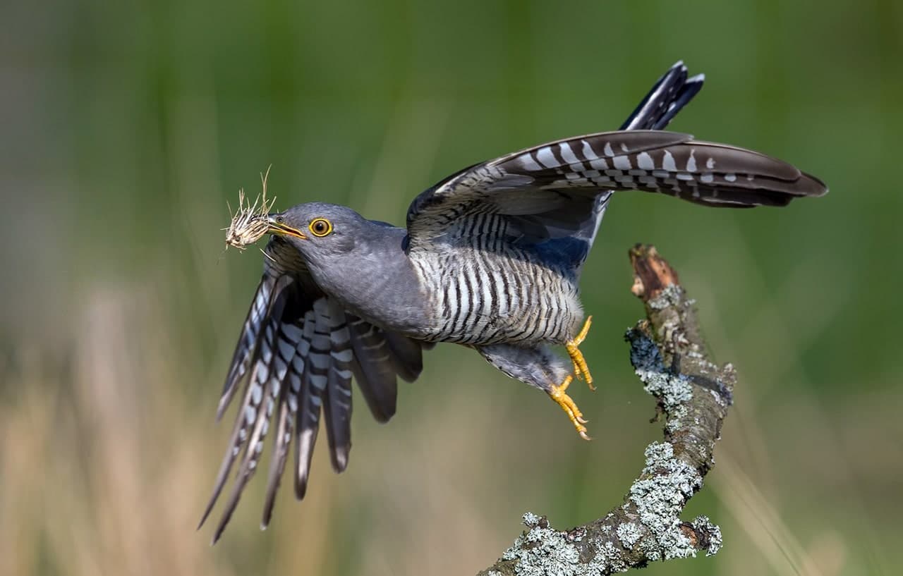 Внешний вид кукушки кукушка птица фото