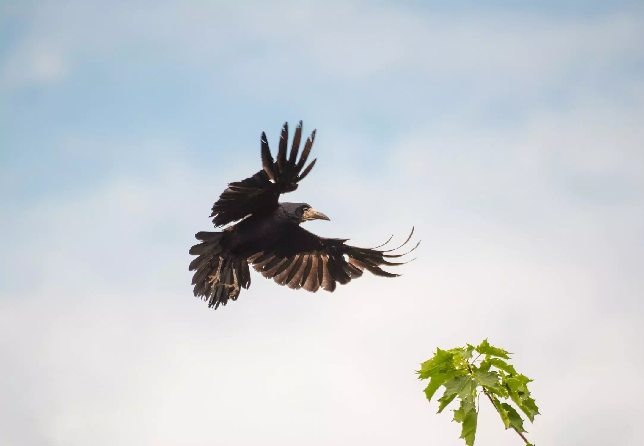 Описание грача грач описание