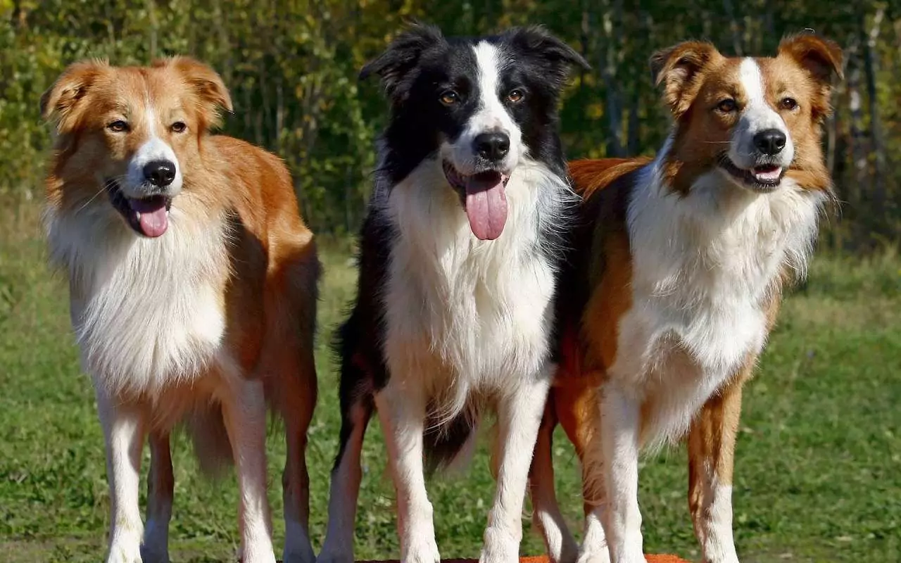 фотки бордер колли