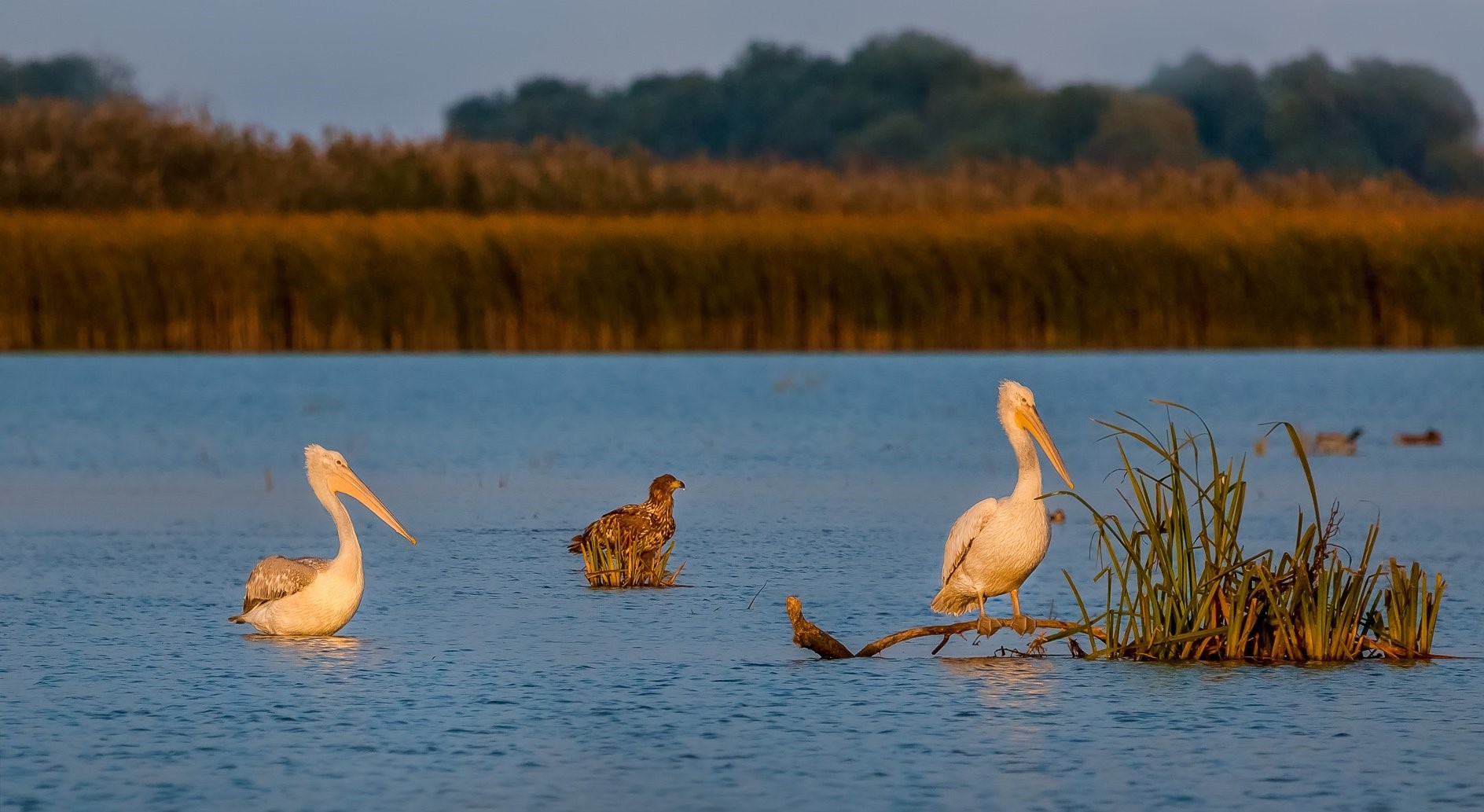 Враги кудрявых пеликанов кудрявый пеликан занесен в красную книгу