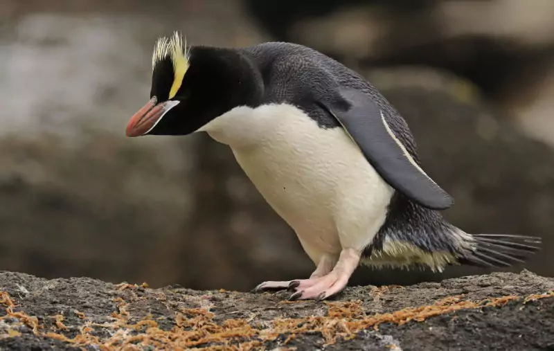 Большой хохлатый пингвин (Eudyptes sclateri) Пингвин