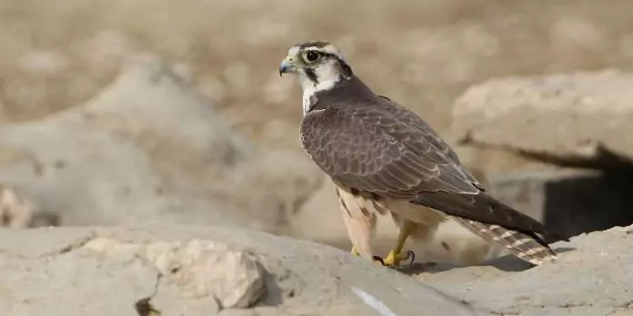 Где обитает сокол