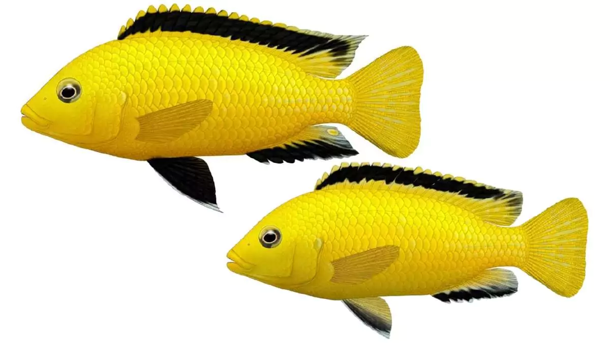 Отличие самки от самца самка лабидохромис еллоу