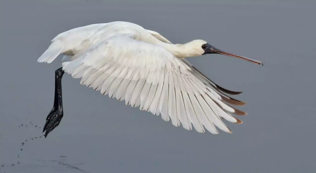 Миграция малой колпицы