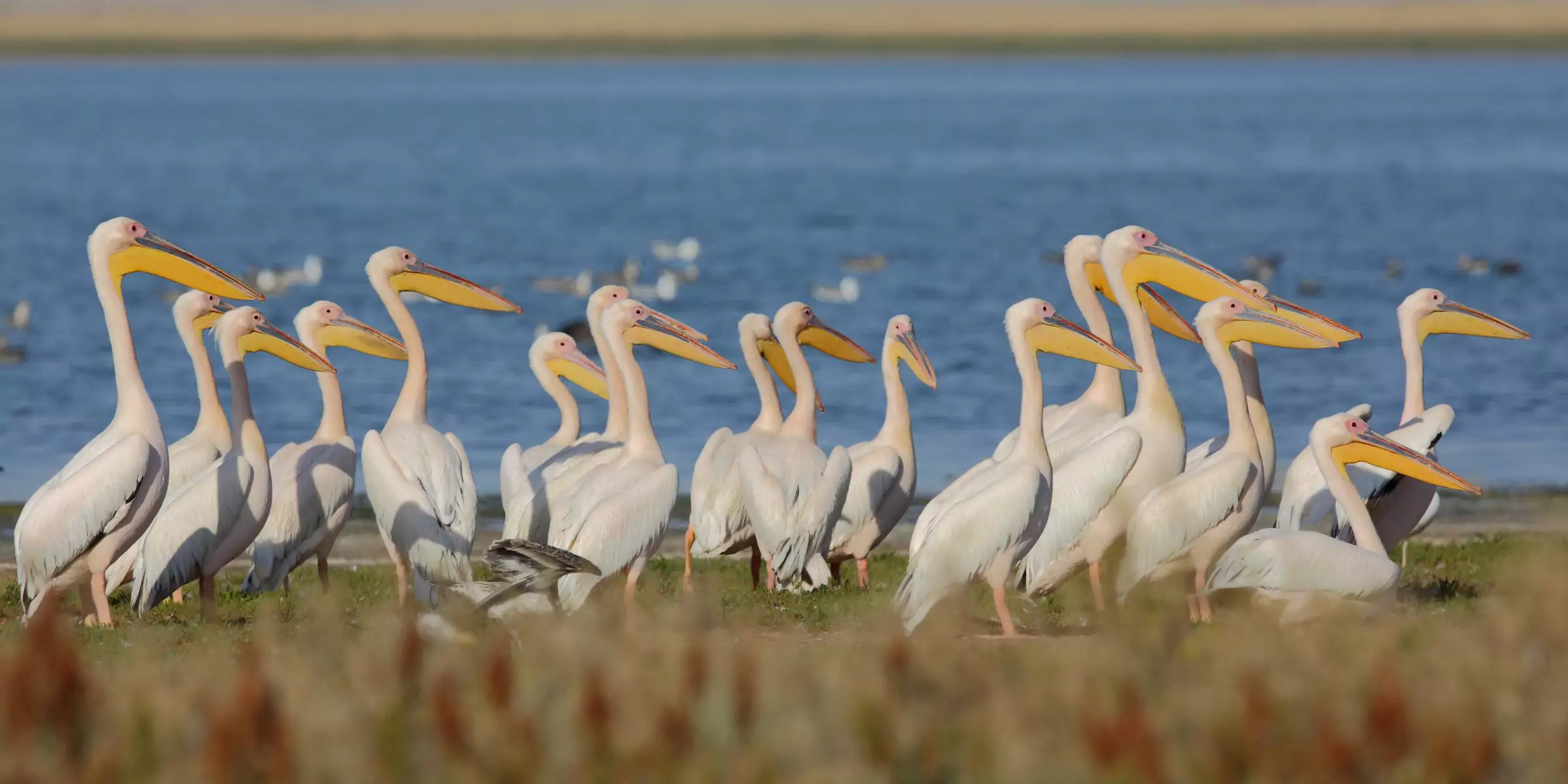 Размножение розовых пеликанов розовый пеликан краткое описание