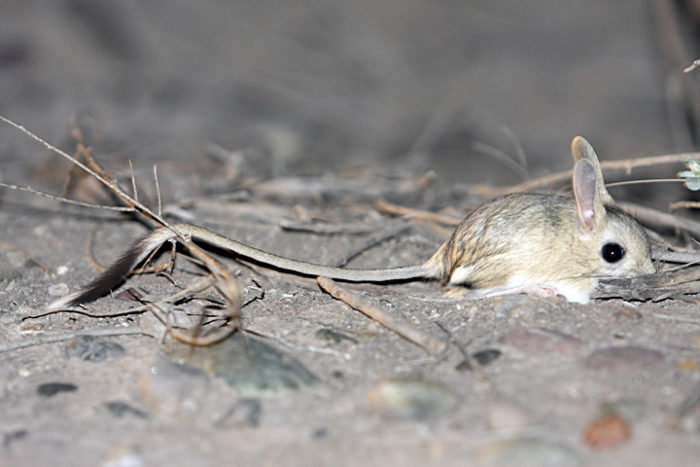 Малый тушканчик (Allactaga elater) Малый тушканчик (Allactaga elater) фото
