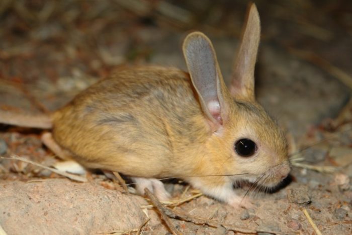 Большой тушканчик или земляной заяц (Allactaga major) Большой тушканчик или земляной заяц (Allactaga major) фото