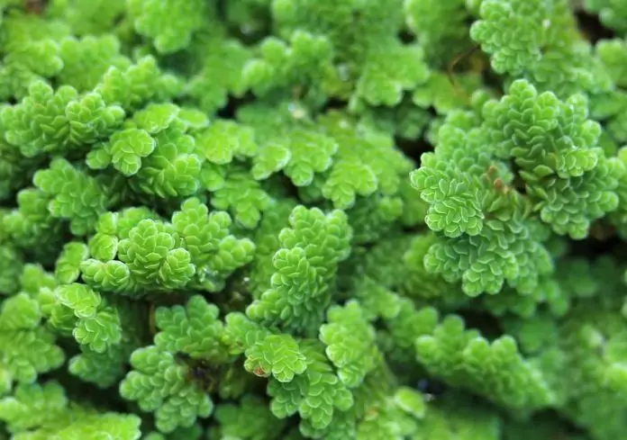 Кто открыл азоллу каролинскую История открытия азоллы каролинской