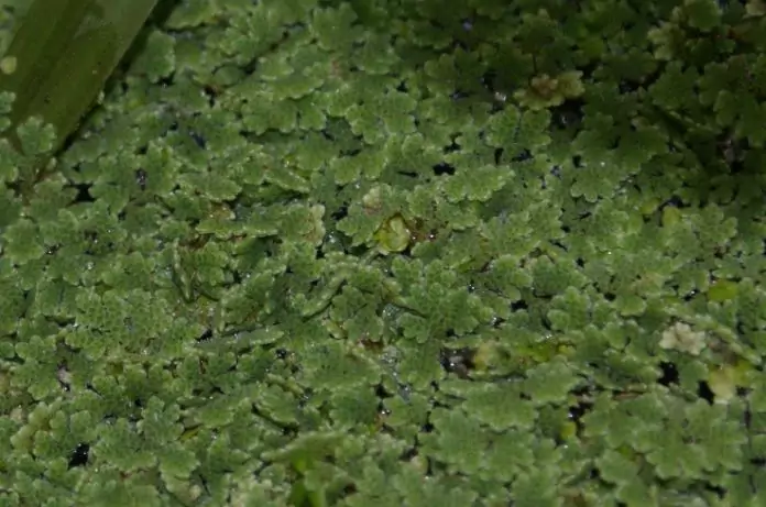 Интересное про азоллу каролинскую Азолла каролинская интересное