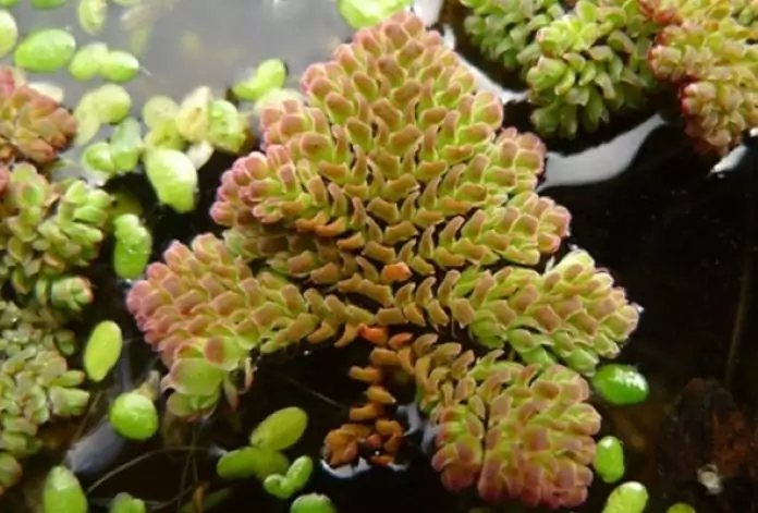 Папоротник азолла Папоротник азолла фото