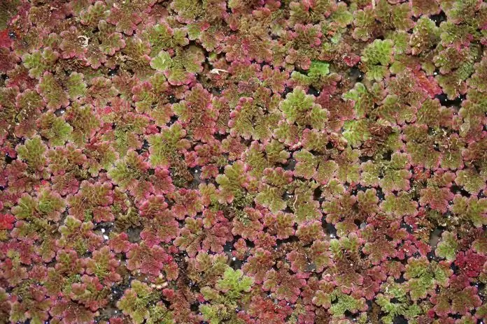 Водный папоротник фото Водный папоротник