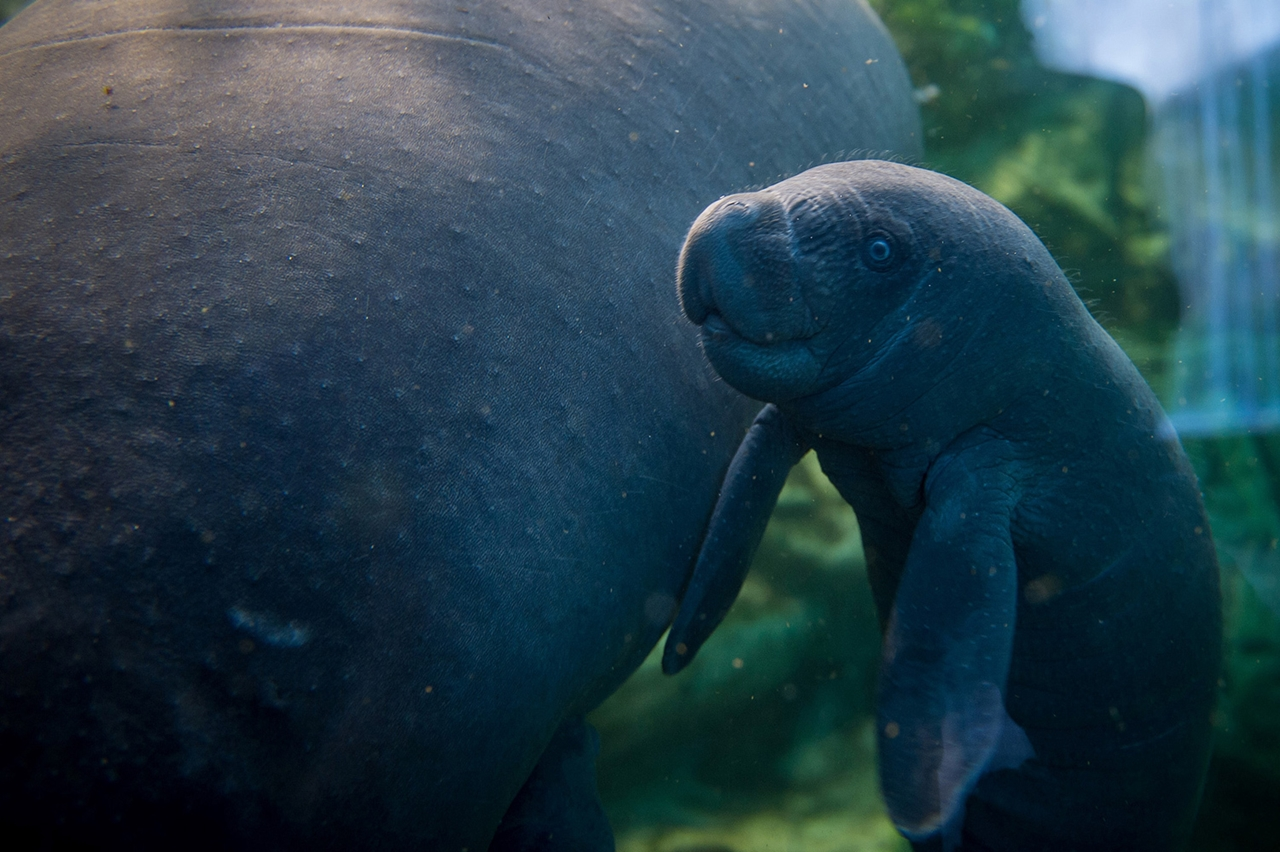 Trichechus pygmaeus маленький ламантин