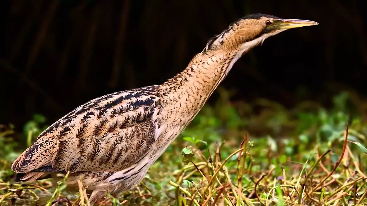 Большая выпь Птицы Крыма Большая выпь Птицы Крыма