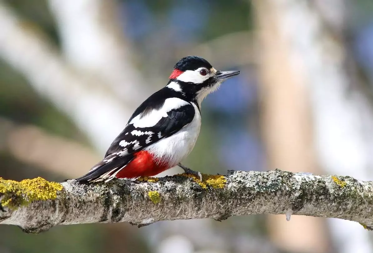 Большой пестрый дятел Птицы Крыма Большой пестрый дятел Птицы Крыма