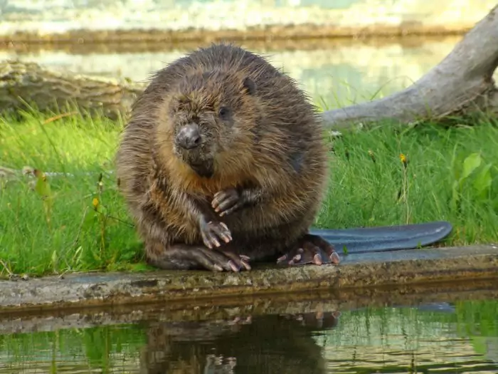 Обыкновенный или речной бобр (Castor fiber) Обыкновенный или речной бобр (Castor fiber) фото