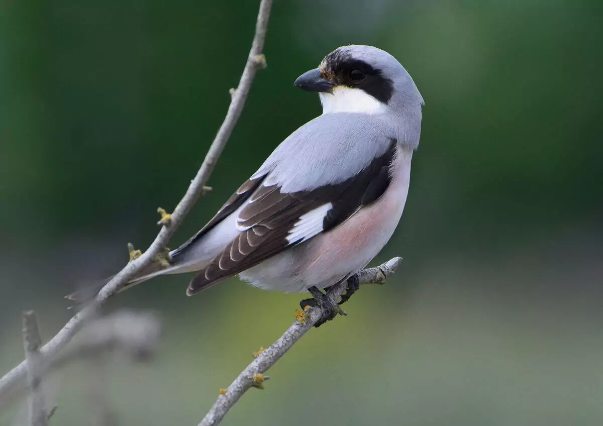 Чернолобый сорокопут Птицы Крыма Чернолобый сорокопут Птицы Крыма