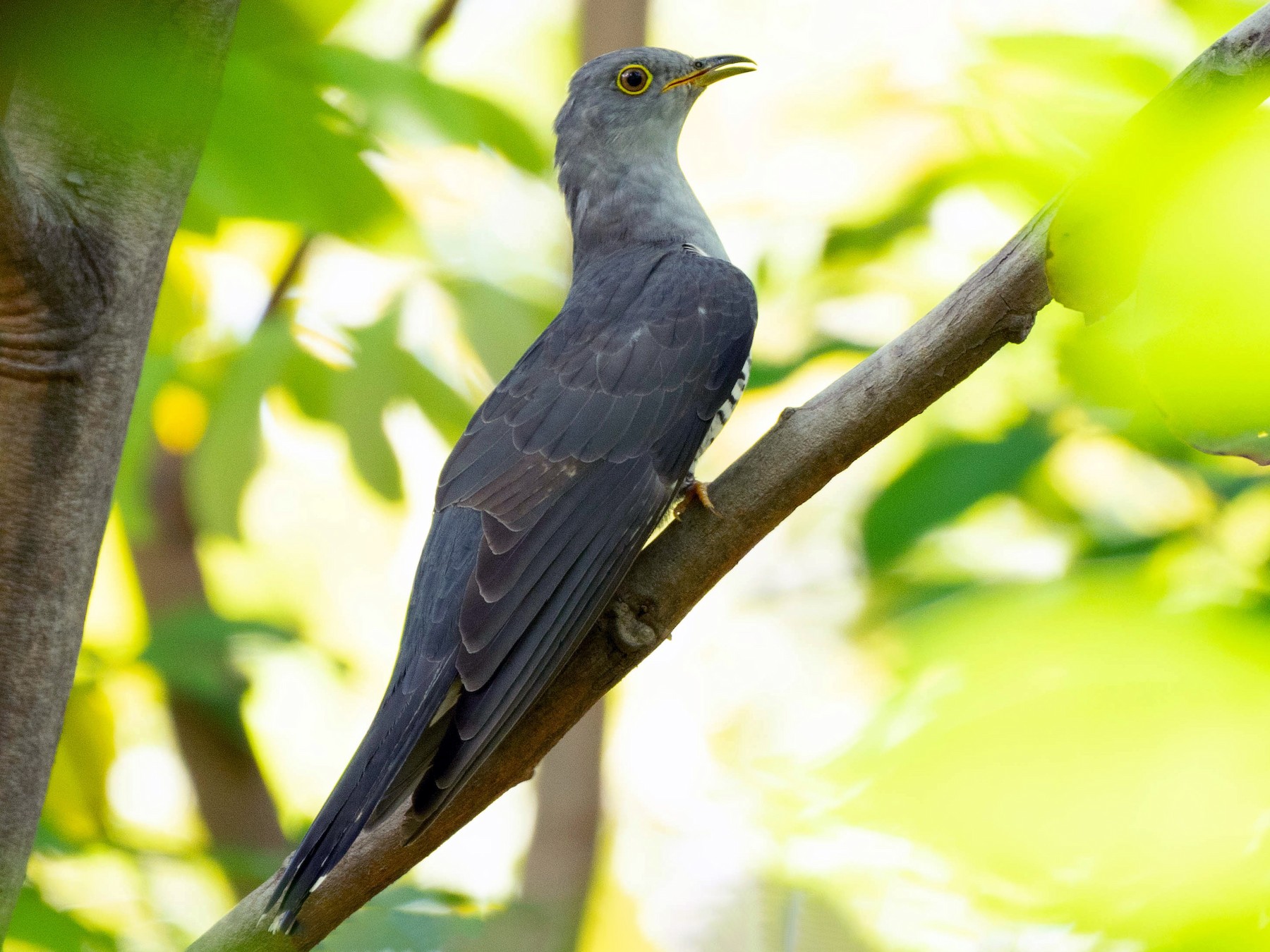 Cuculus saturatus cuculus saturatus