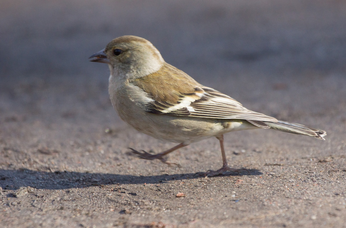 Птенцы кукушки птенец кукушки