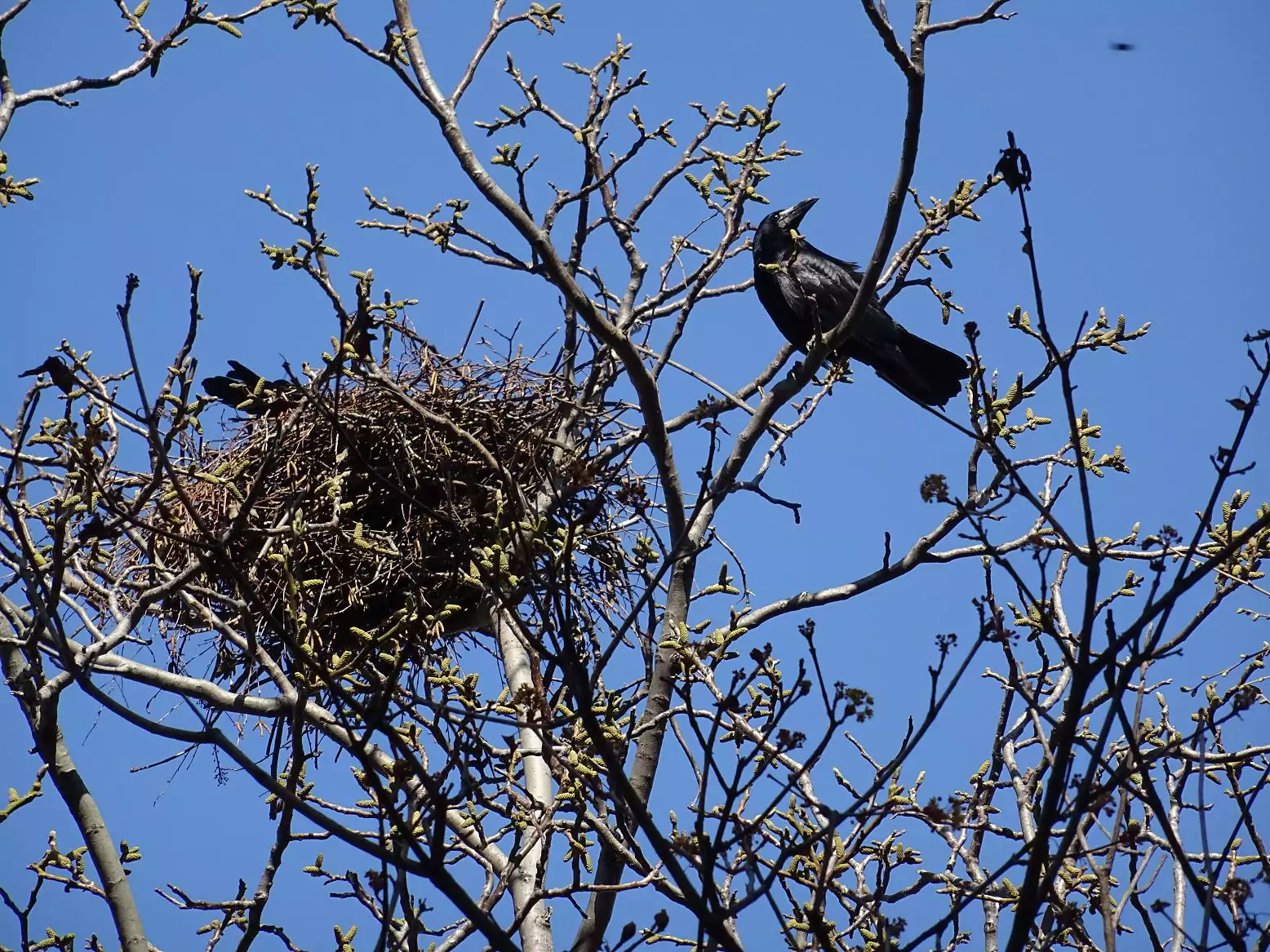 Образ жизни грачей грачи весной