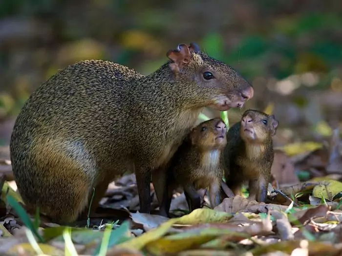 Агути Азары (Dasyprocta azarae) Агути Азары (Dasyprocta azarae) фото