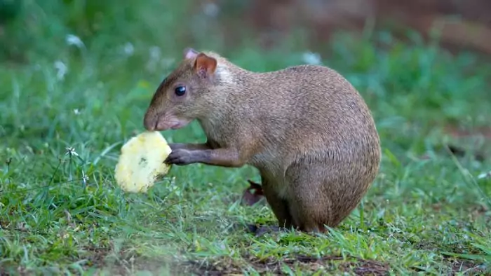 Койбанский агути (Dasyprocta coibae) Койбанский агути (Dasyprocta coibae) фото