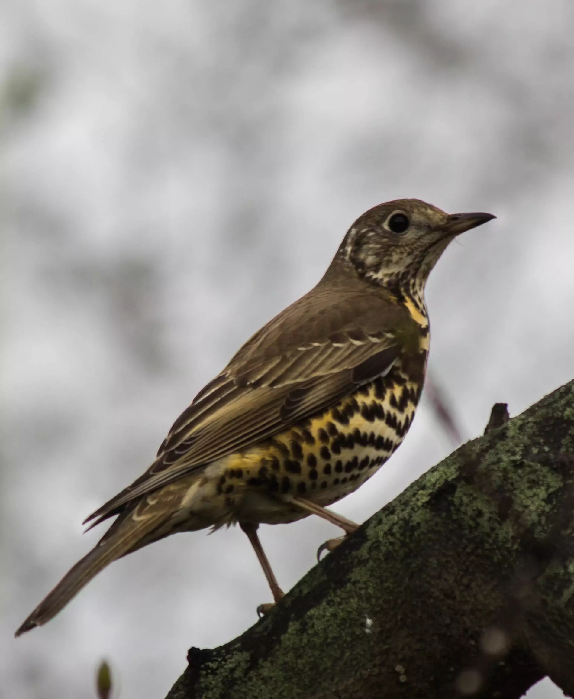 Деряба Птицы Крыма Деряба Птицы Крыма