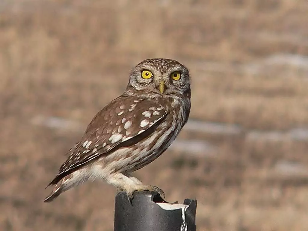 Домовой сыч Птицы Крыма Домовой сыч Птицы Крыма