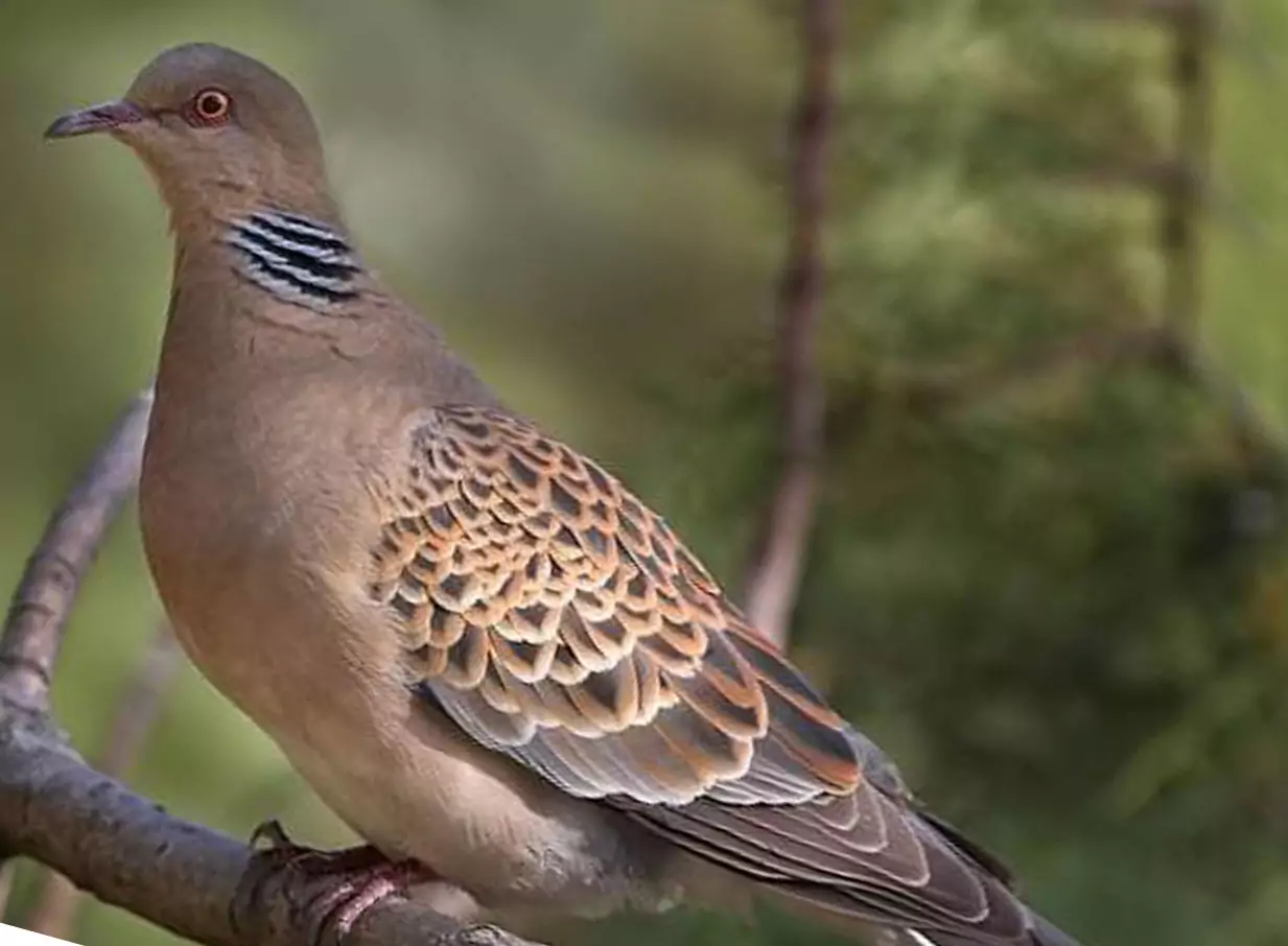 Горлица Птицы Крыма Горлица Птицы Крыма