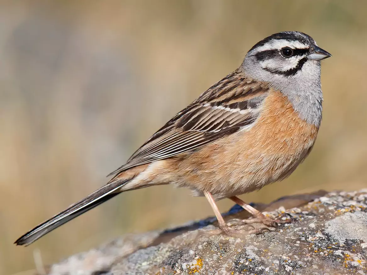 Горная овсянка Птицы Крыма Горная овсянка Птицы Крыма