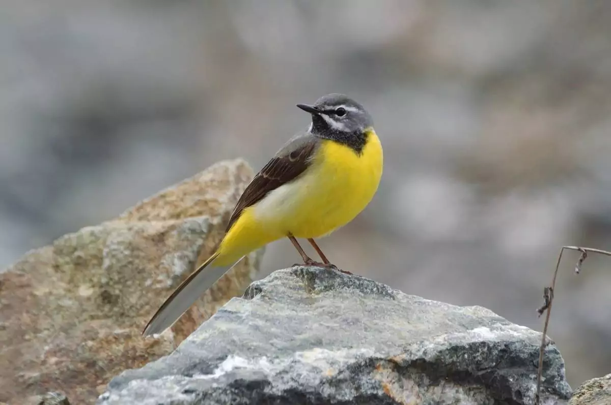 Горная трясогузка Птицы Крыма Горная трясогузка Птицы Крыма