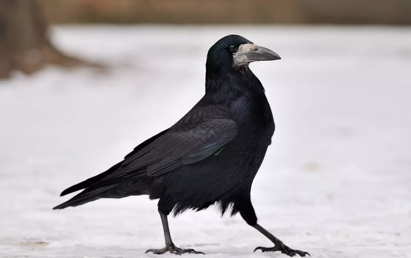 Грач Птицы Крыма Грач Птицы Крыма