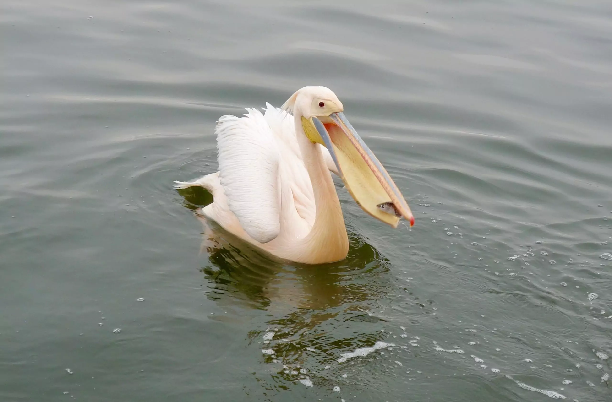 Питание розового пеликана чем питается розовый пеликан