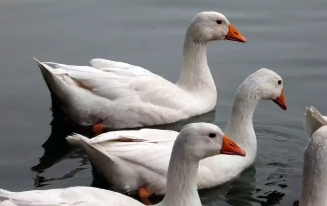 Венгерский гусь Венгерский гусь фото