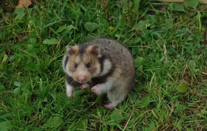 Хомяк Радде или предкавказский хомяк (Mesocricetus raddei) Хомяк Радде