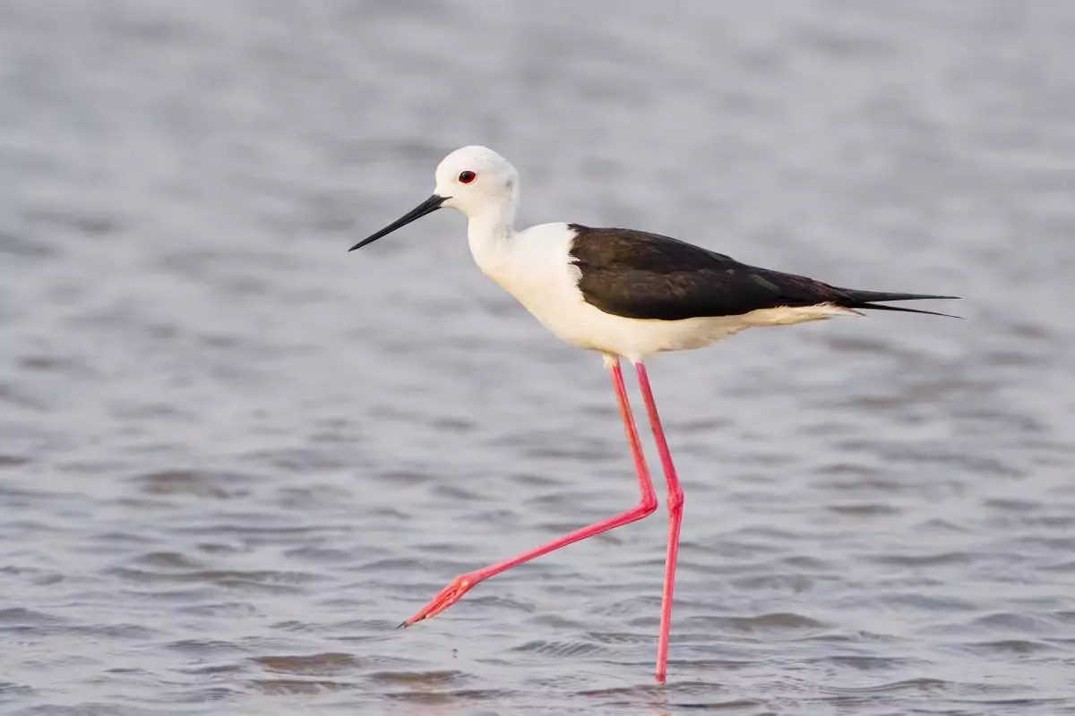 Ходулочник Птицы Крыма Ходулочник Птицы Крыма