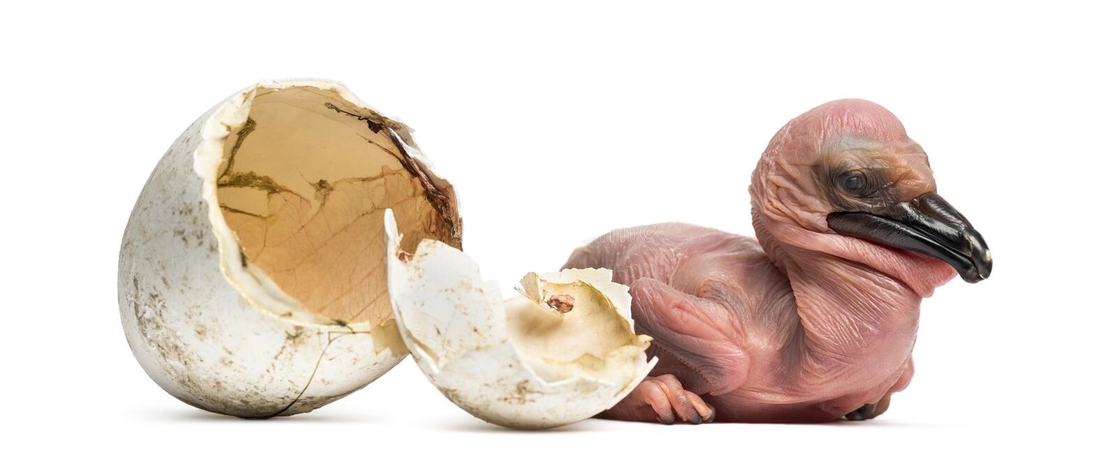 Птенцы кудрявого пеликана кудрявый пеликан википедия