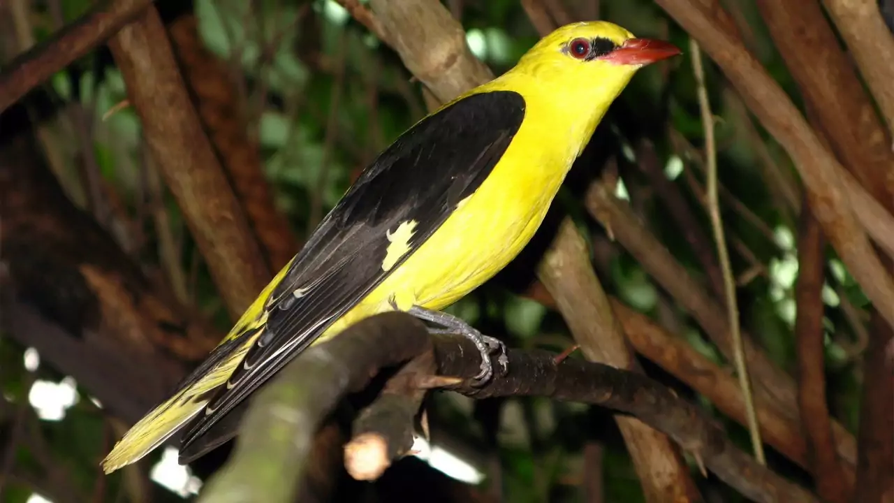 Иволга Птицы Крыма Иволга Птицы Крыма