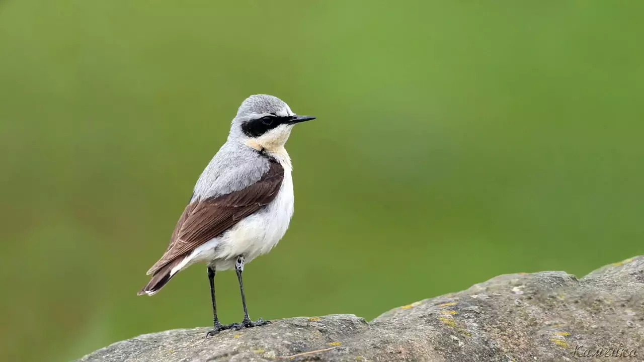 Каменка Птицы Крыма Каменка Птицы Крыма