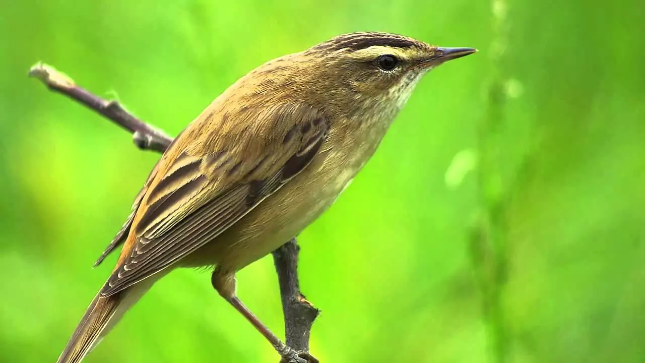 Камышовка Птица Крыма Камышовка Птица Крыма
