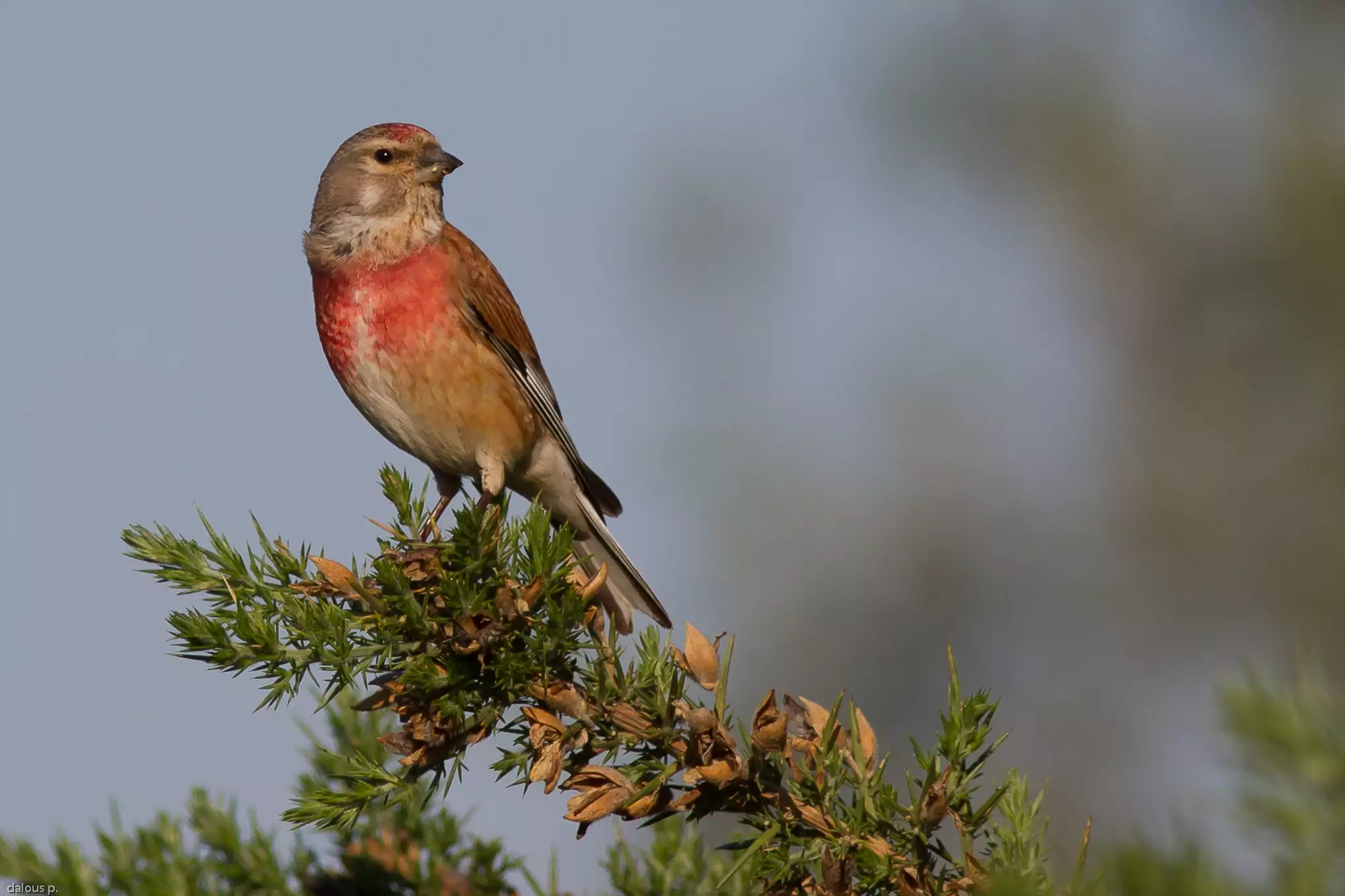 Коноплянка Птицы Крыма Коноплянка Птицы Крыма