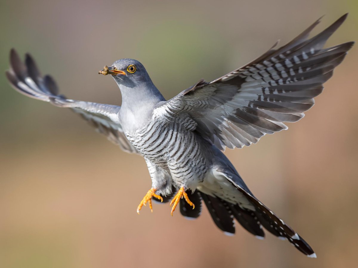 Чем питается кукушка что ест кукушка