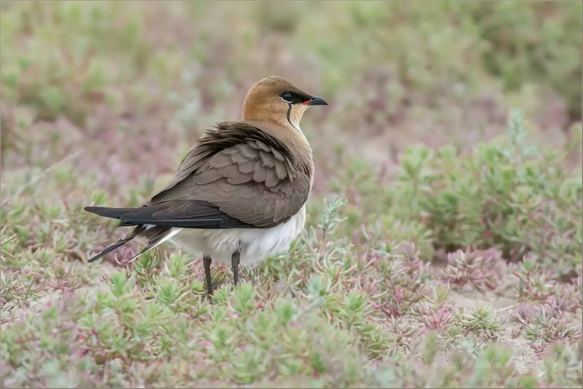 Кулик-тиркуша Птицы Крыма Кулик-тиркуша Птицы Крыма
