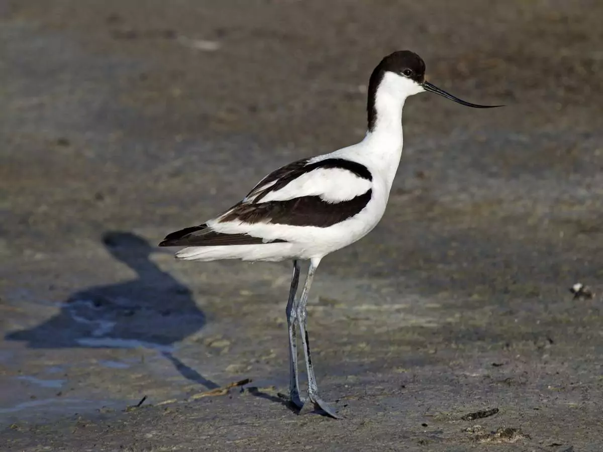 Кулики-шилоклювки Птицы Крыма Кулики-шилоклювки Птицы Крыма