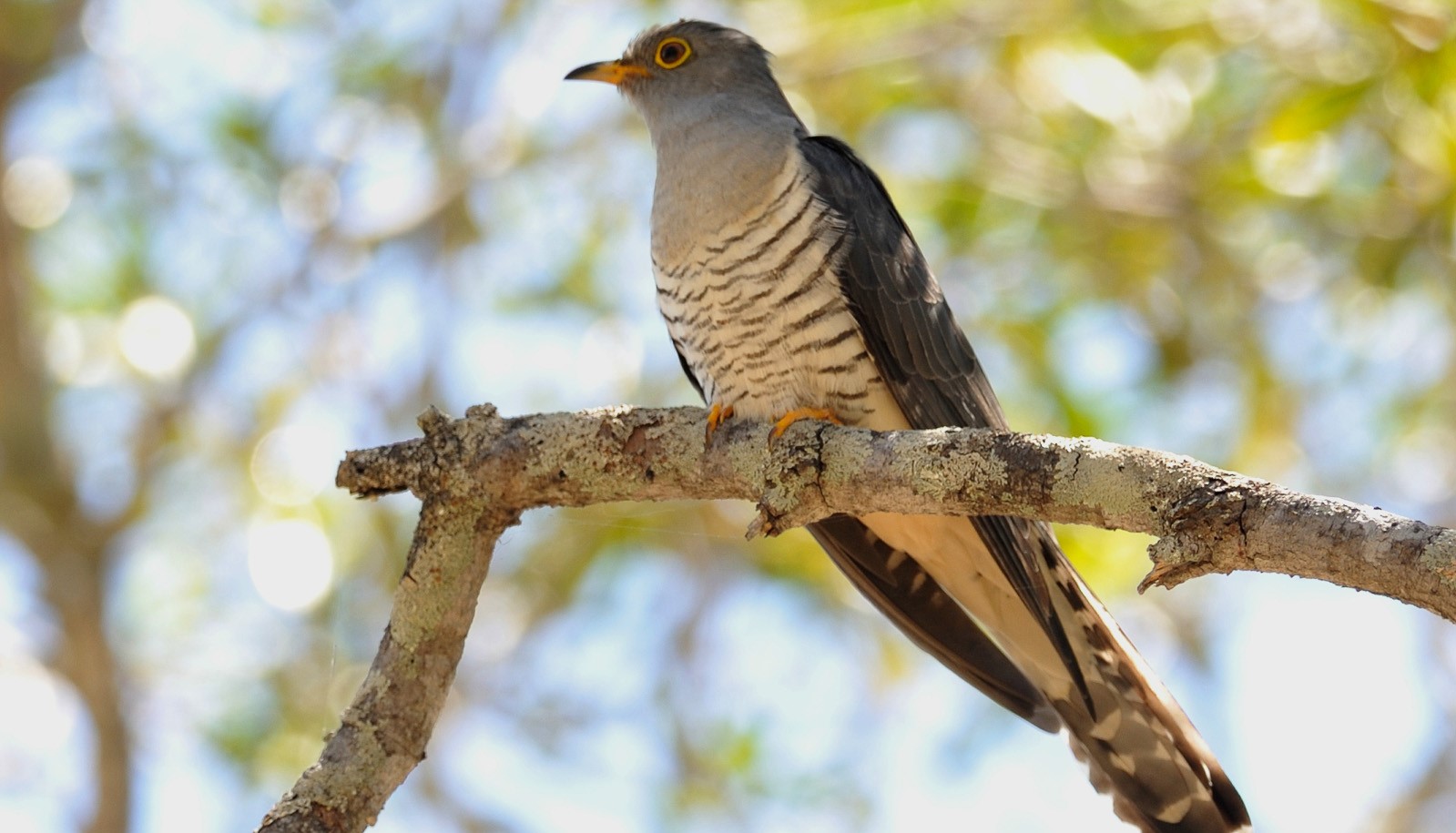 Cuculus rochii мадагаскарская кукушка