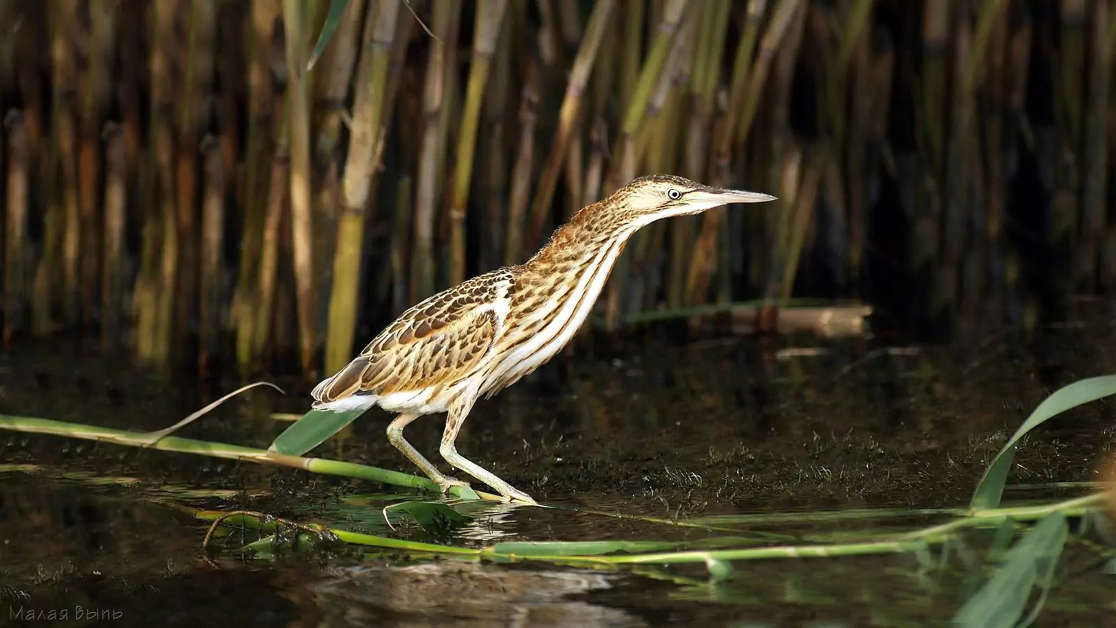 Малая выпь Птицы Крыма Малая выпь Птицы Крыма